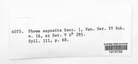 Diaporthe seposita image